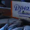 Почему селедку в Одессе преподносят в виде подарка (YouTube / ПЕРШИЙ МУНІЦИПАЛЬНИЙ КАНАЛ / Дунайка) YouTube / ПЕРШИЙ МУН…